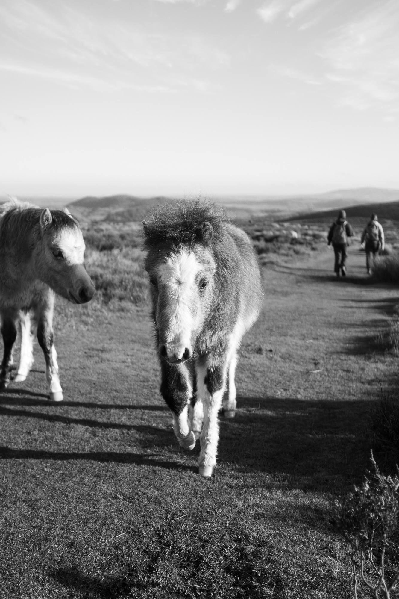 An Autumnal Walk at The Long Mynd, photograph 8
