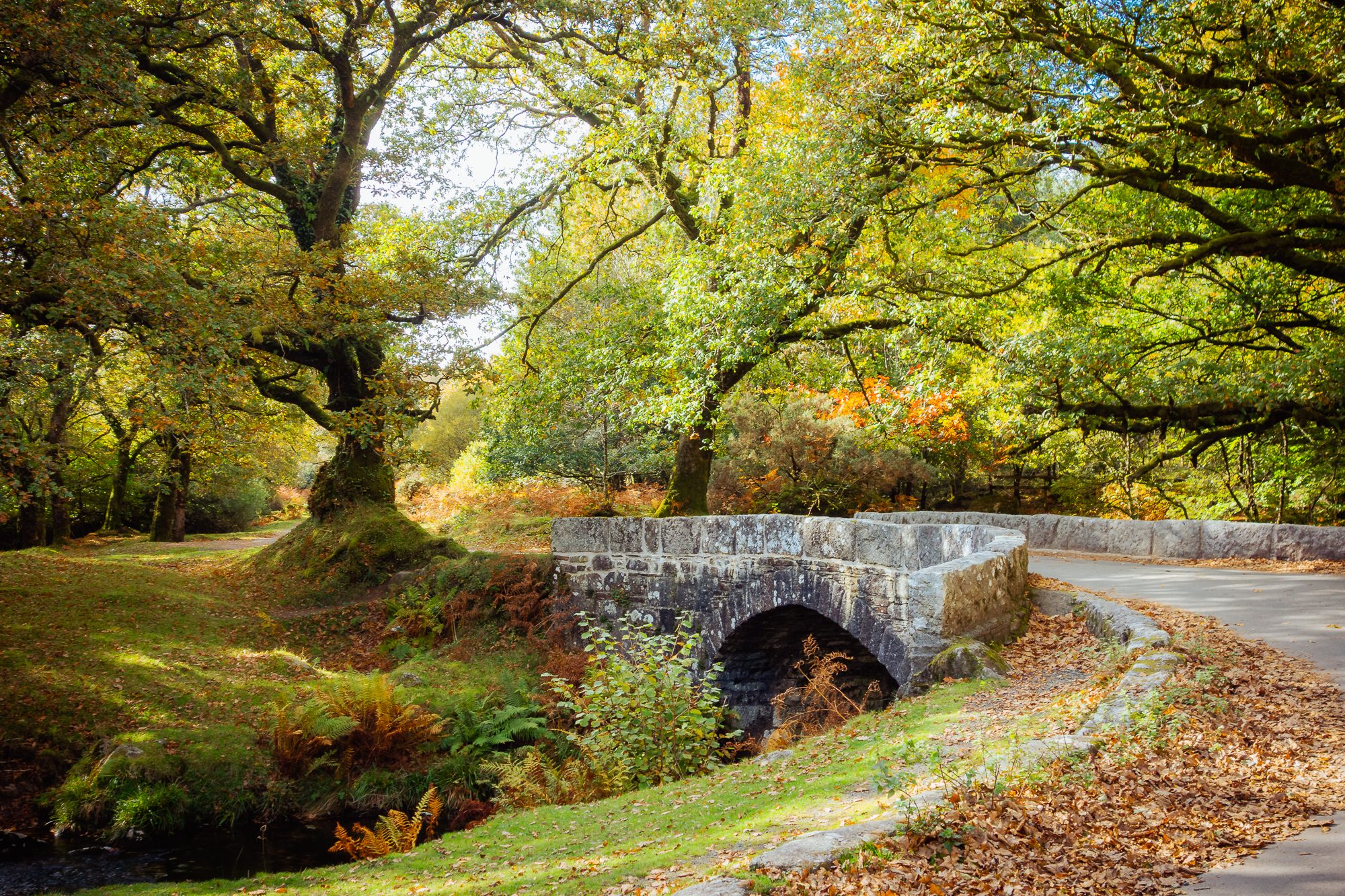 Autumn in South Devon, photograph 9