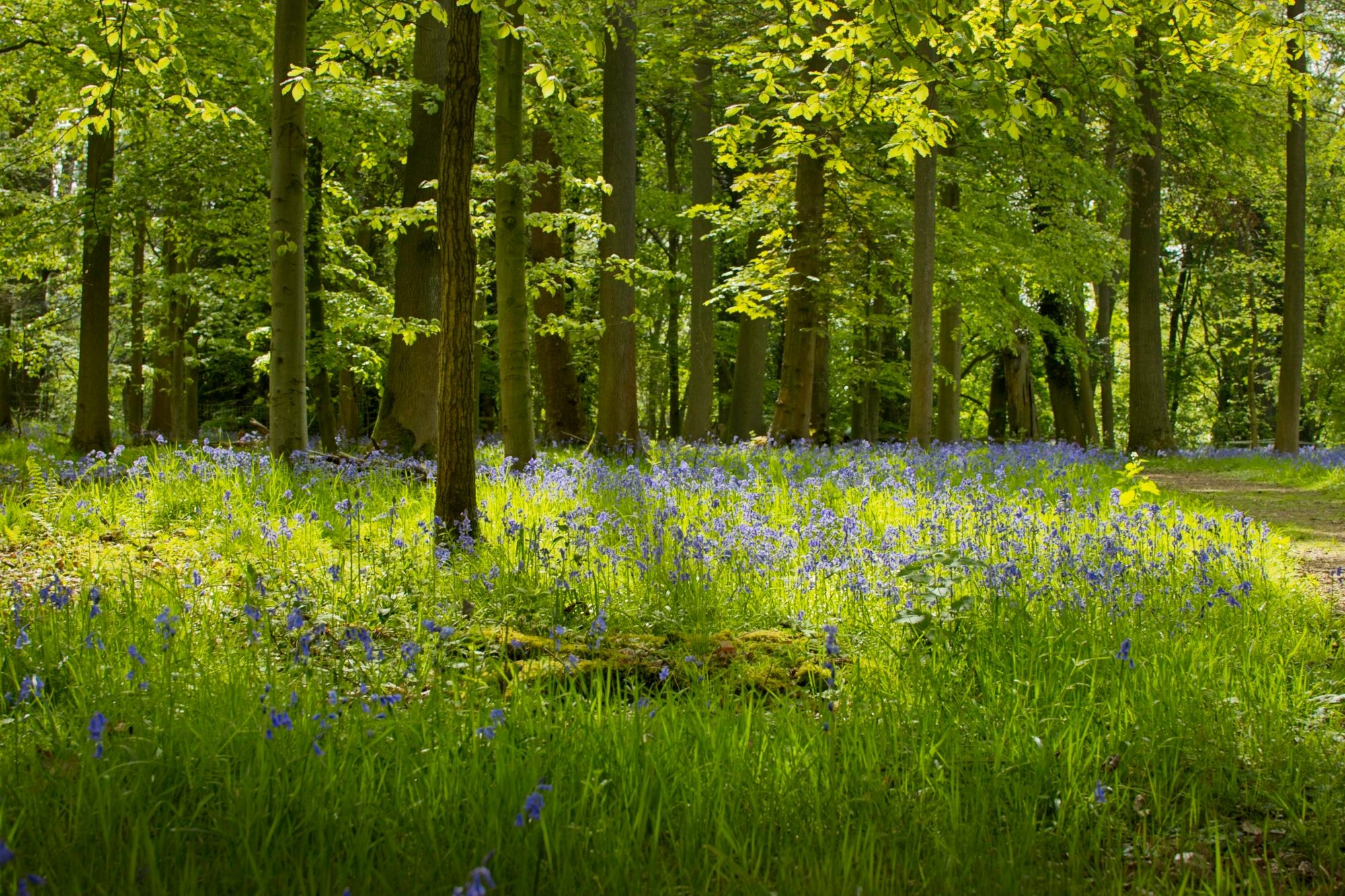 Bluebell Woods
