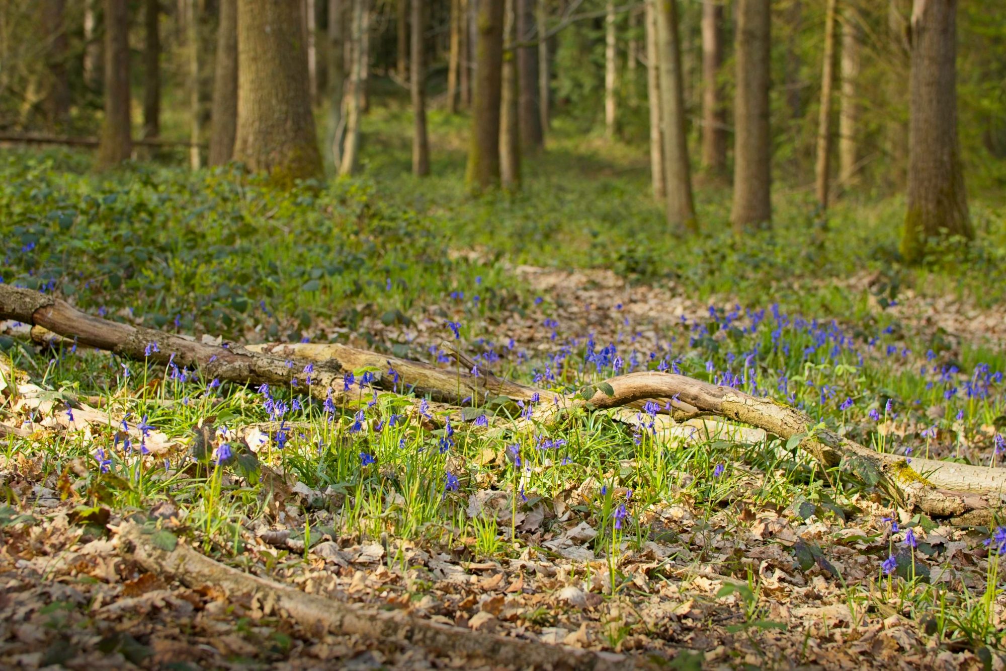 Bluebell Woods, photograph 2
