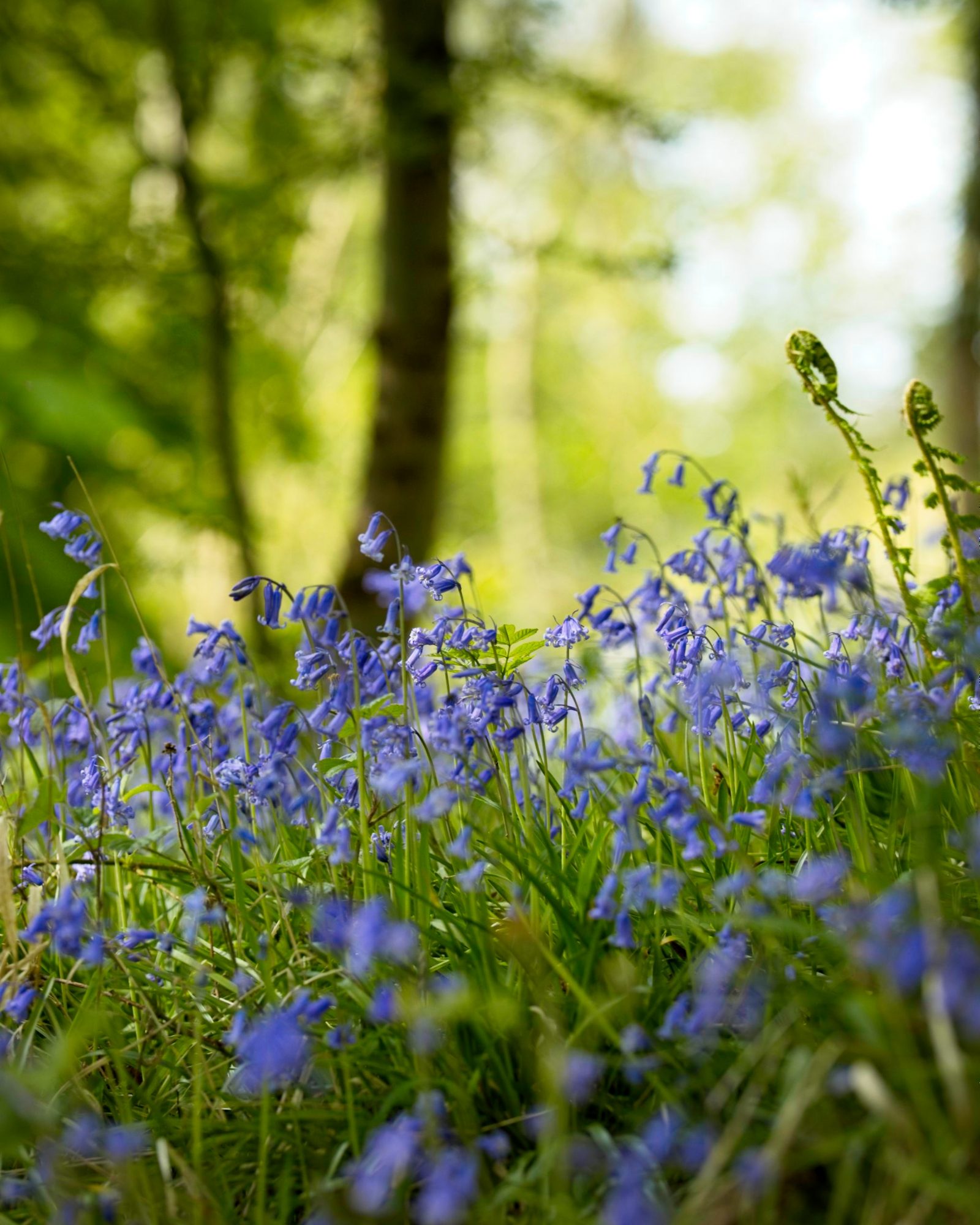 Bluebell Woods, photograph 8