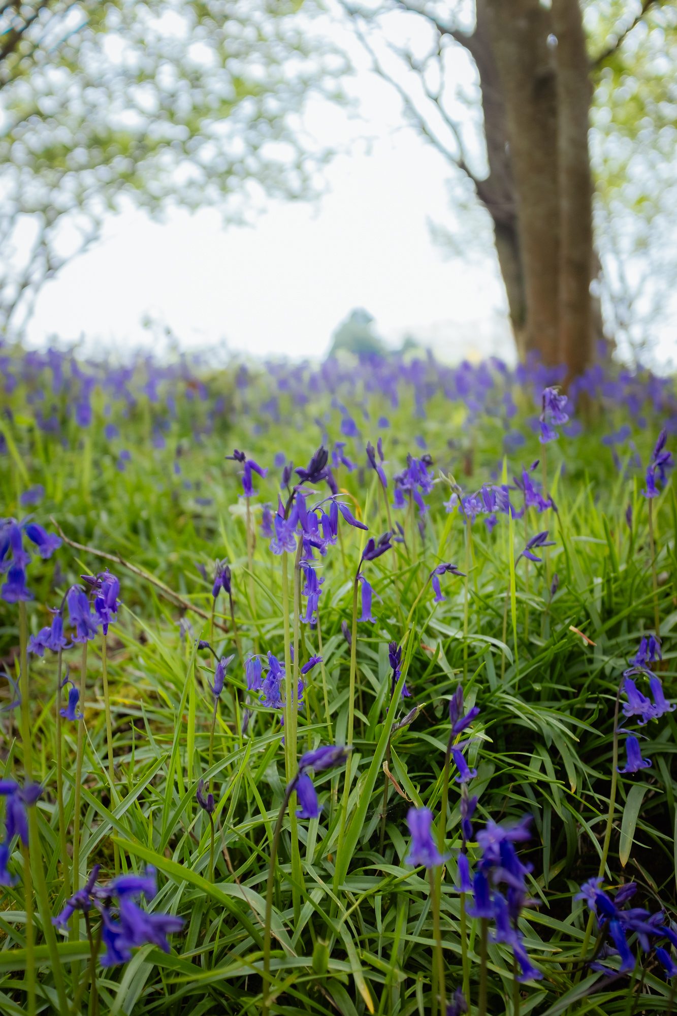 Bluebells on the Malvern Hills, photograph 2