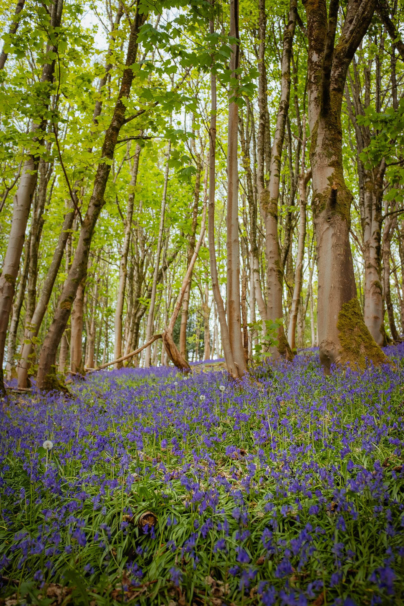 Bluebells on the Malvern Hills, photograph 3