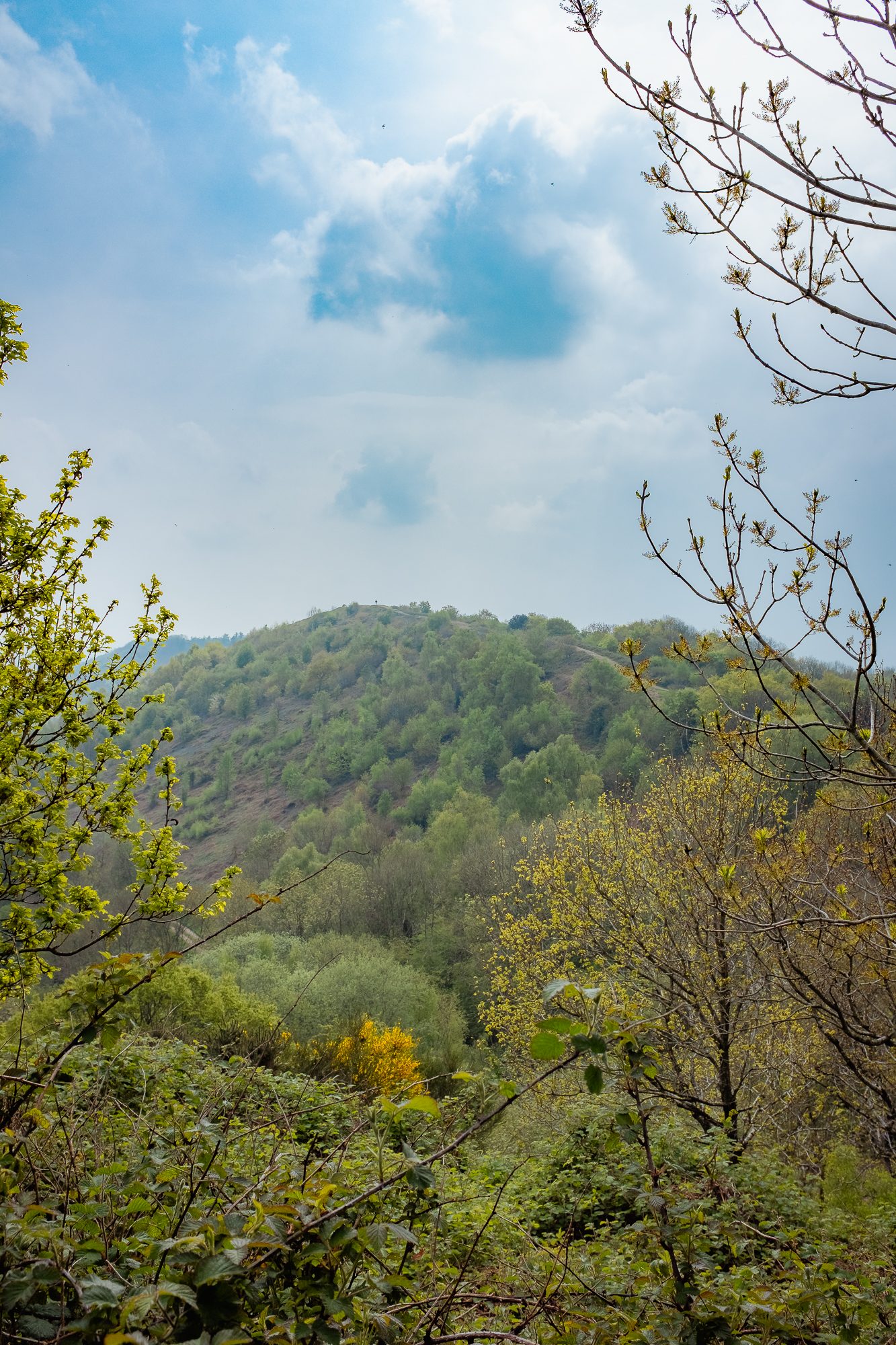Bluebells on the Malvern Hills, photograph 4