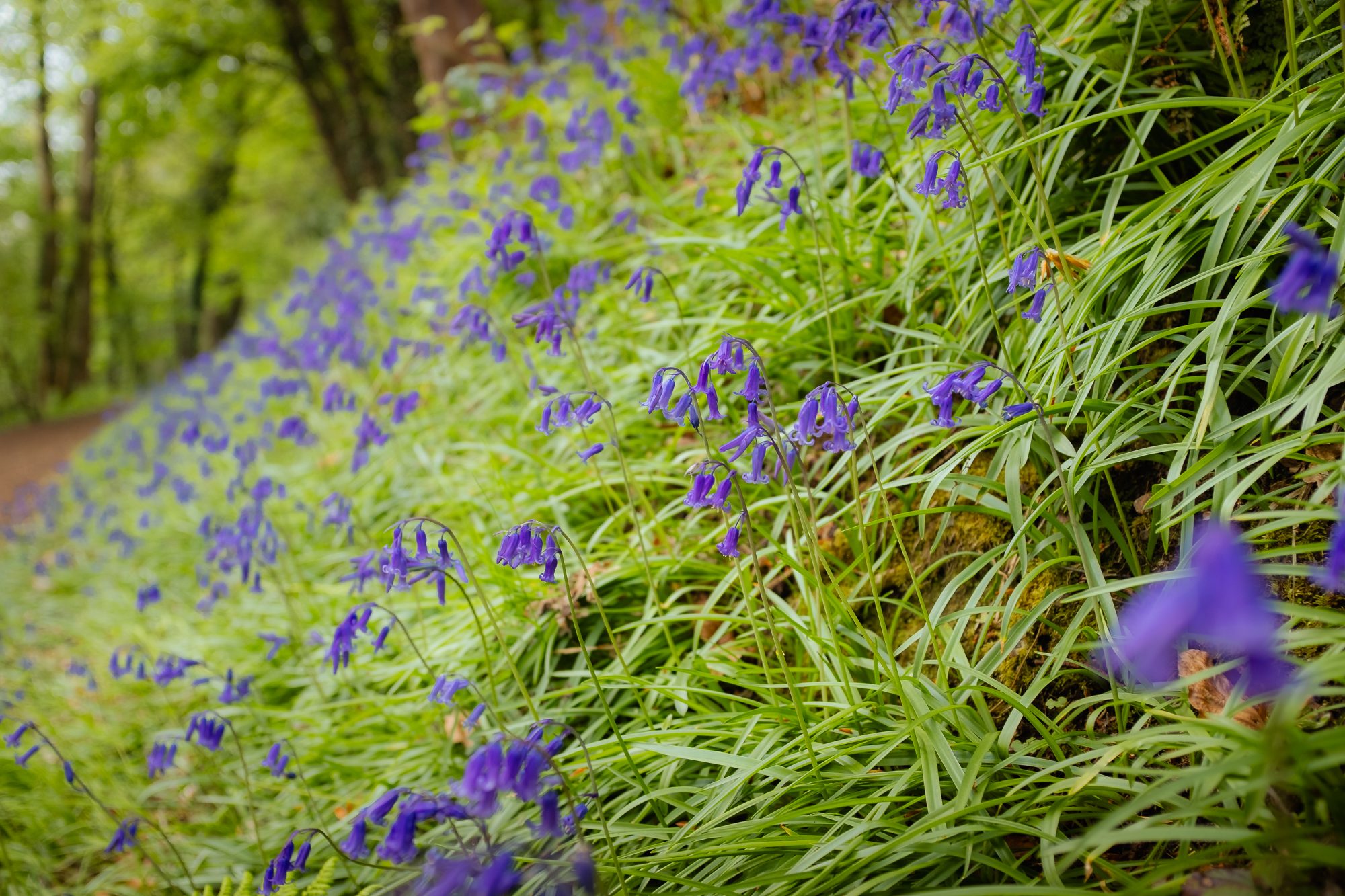 Bluebells on the Malvern Hills, photograph 5