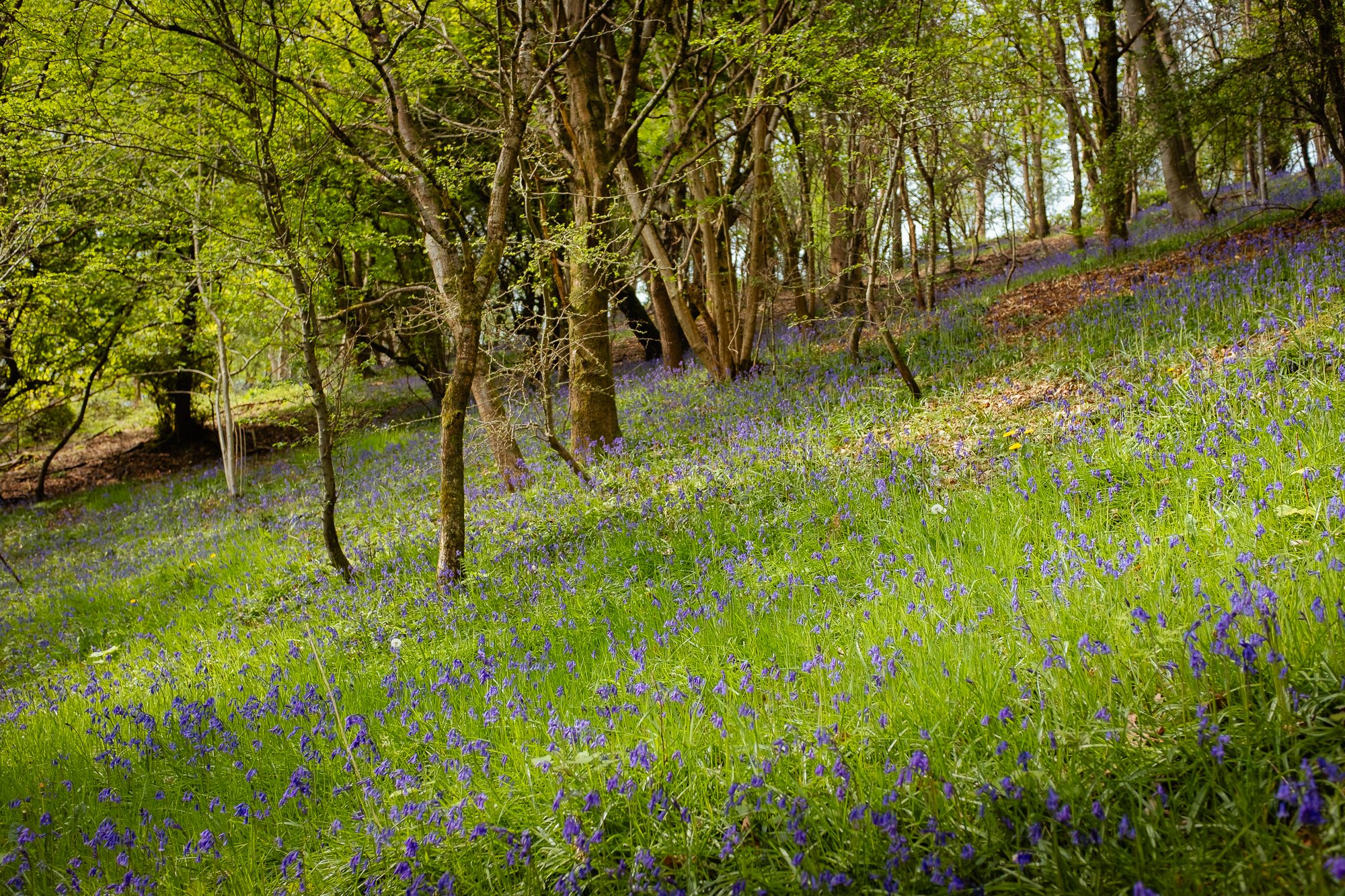 Bluebells on the Malvern Hills, photograph 6