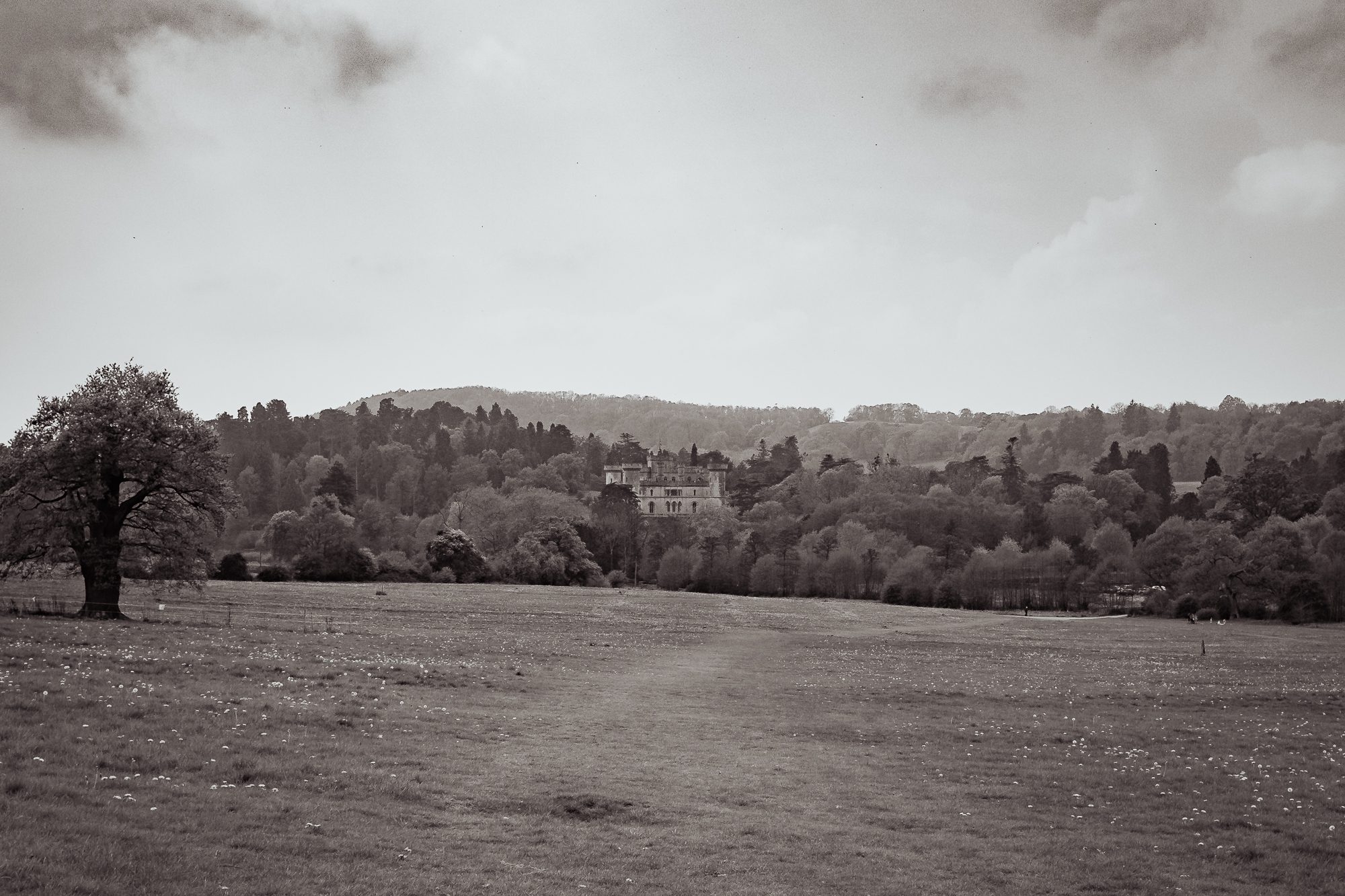 Bluebells on the Malvern Hills, photograph 7
