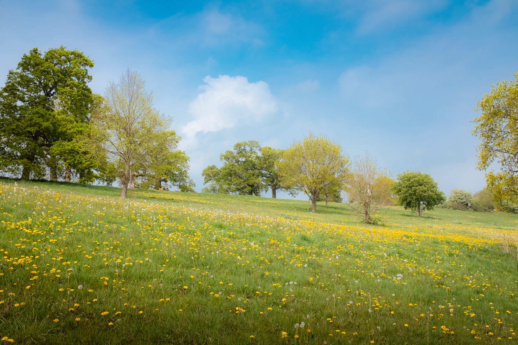 Bluebells on the Malvern Hills, photograph 9