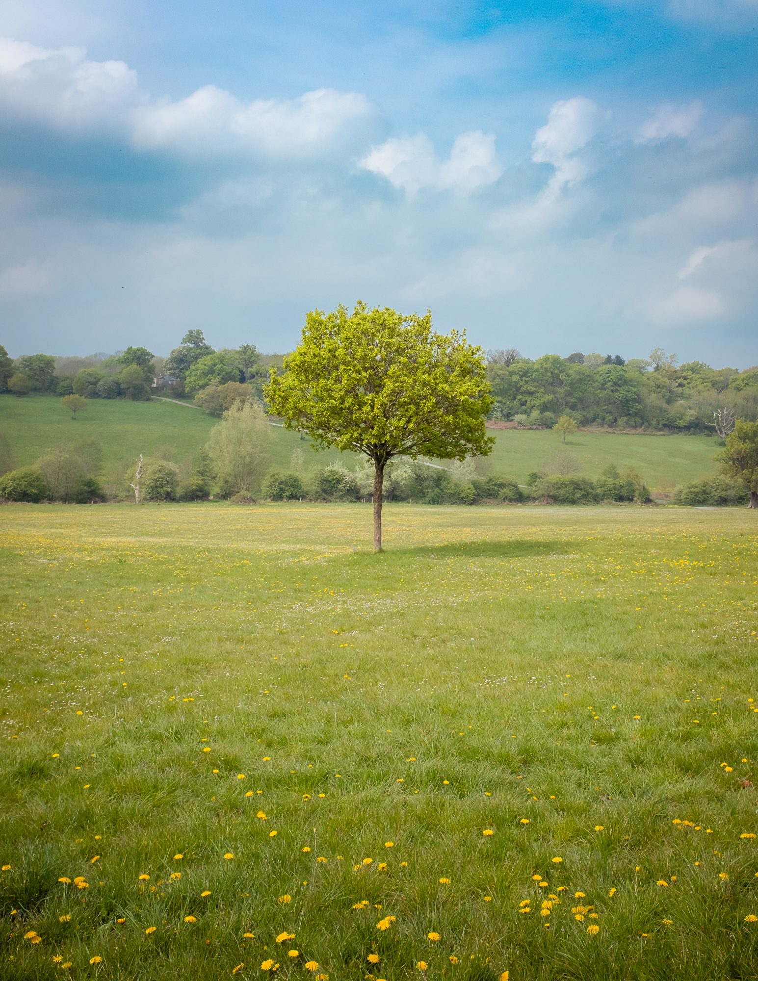 Bluebells on the Malvern Hills, photograph 10
