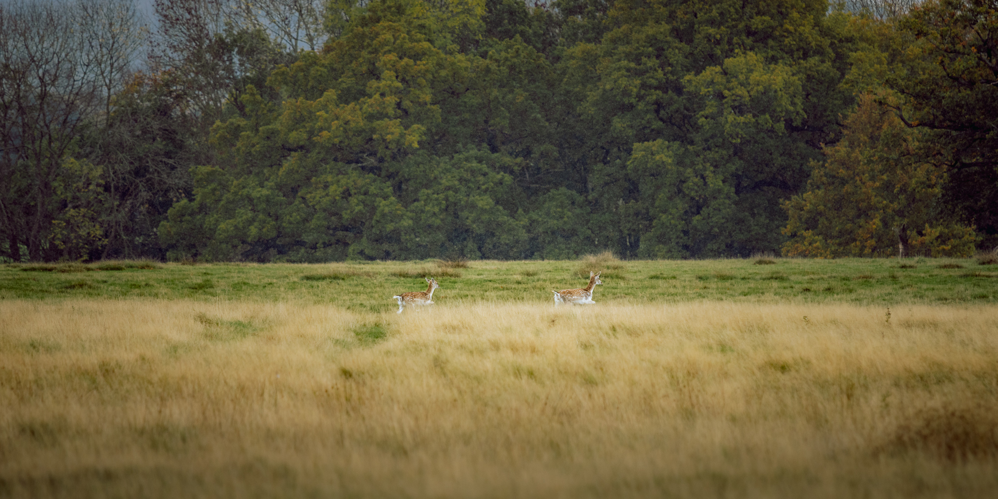Deer Spotting at Attingham Park, photograph 4