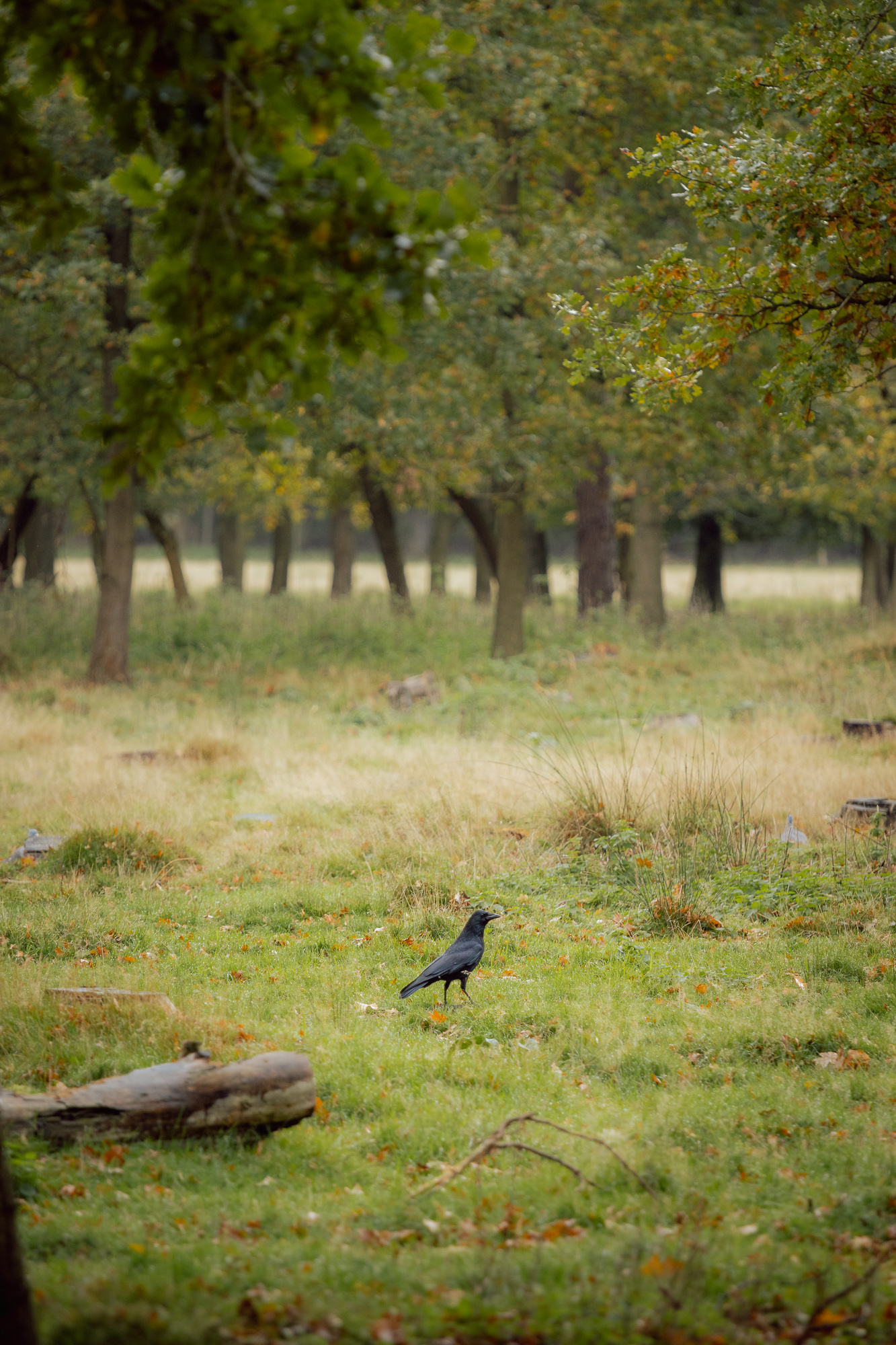 Deer Spotting at Attingham Park, photograph 5