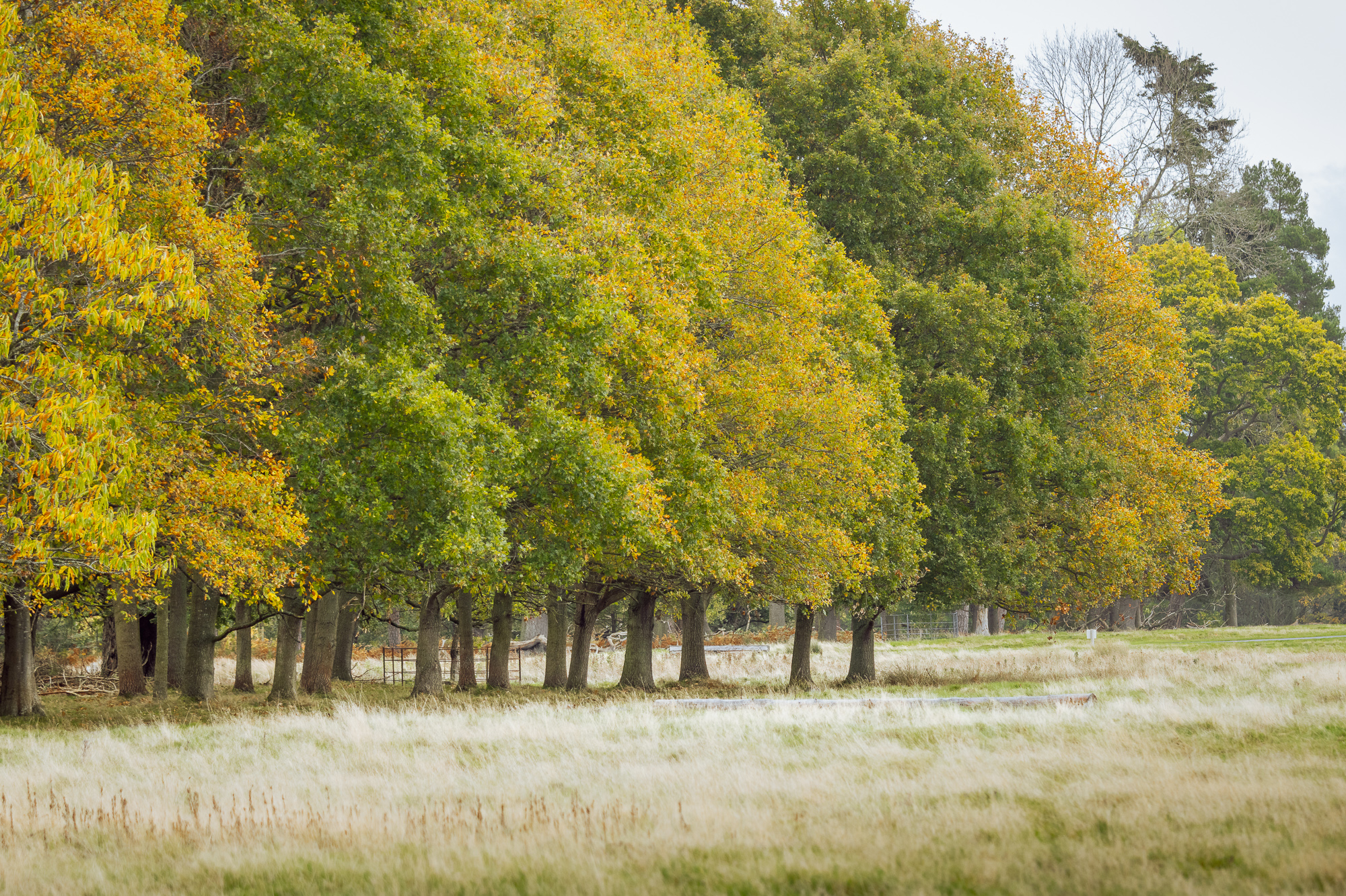 Deer Spotting at Attingham Park, photograph 6