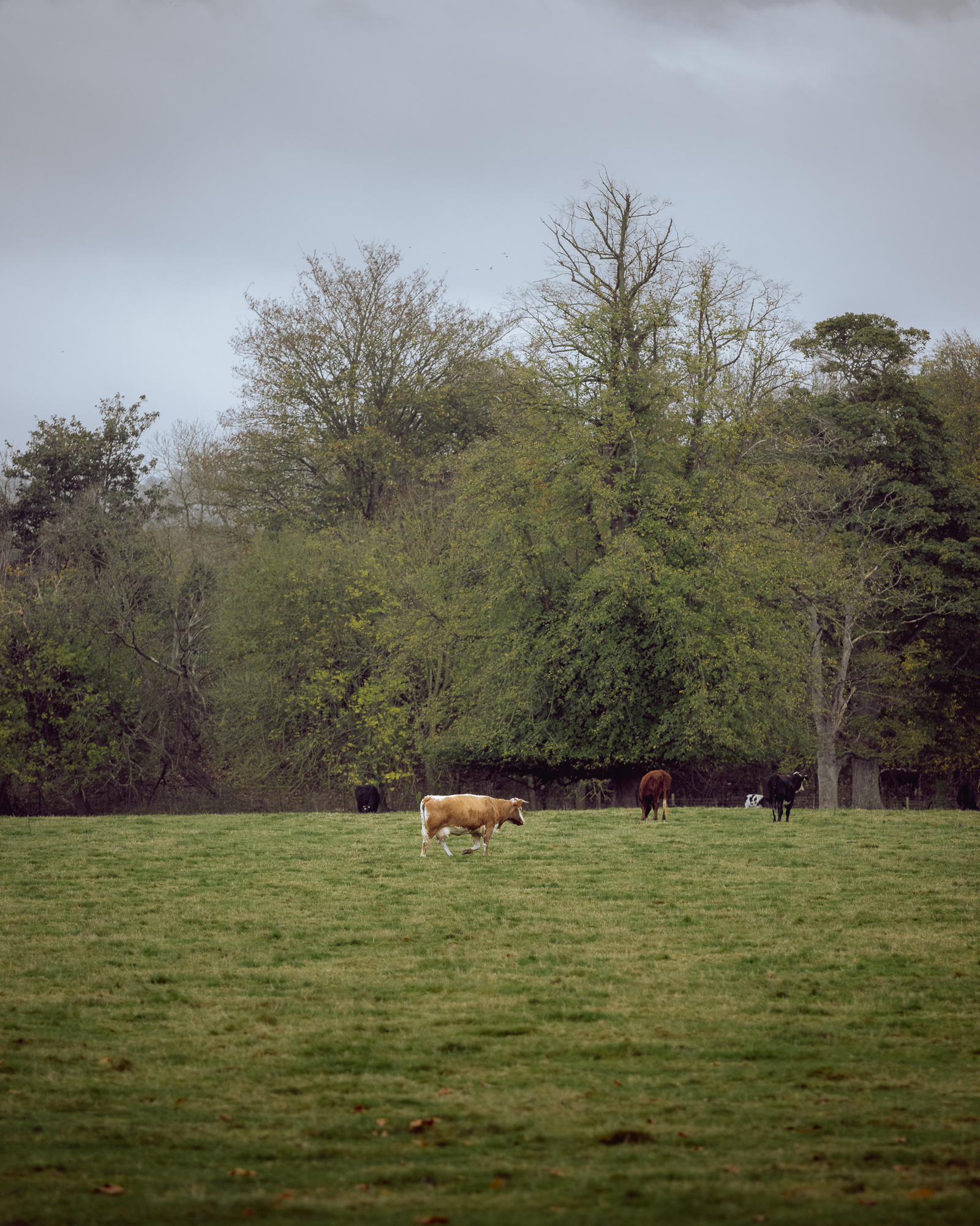 Deer Spotting at Attingham Park, photograph 7