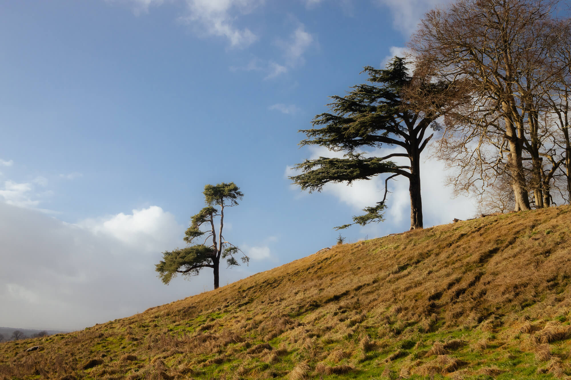 Dyrham Park in the December Sun, photograph 6