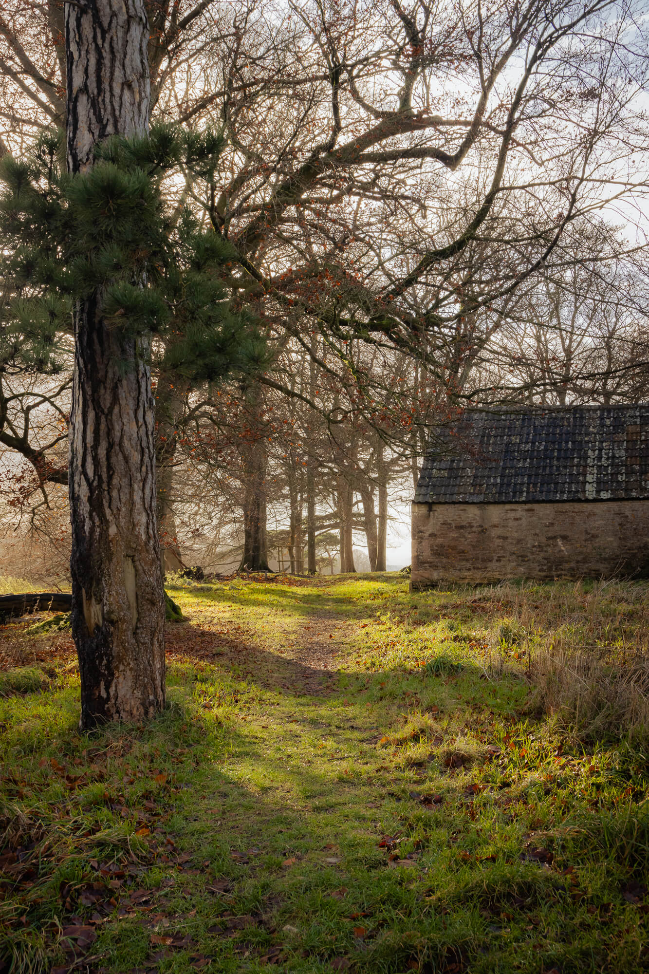 Dyrham Park in the December Sun, photograph 7