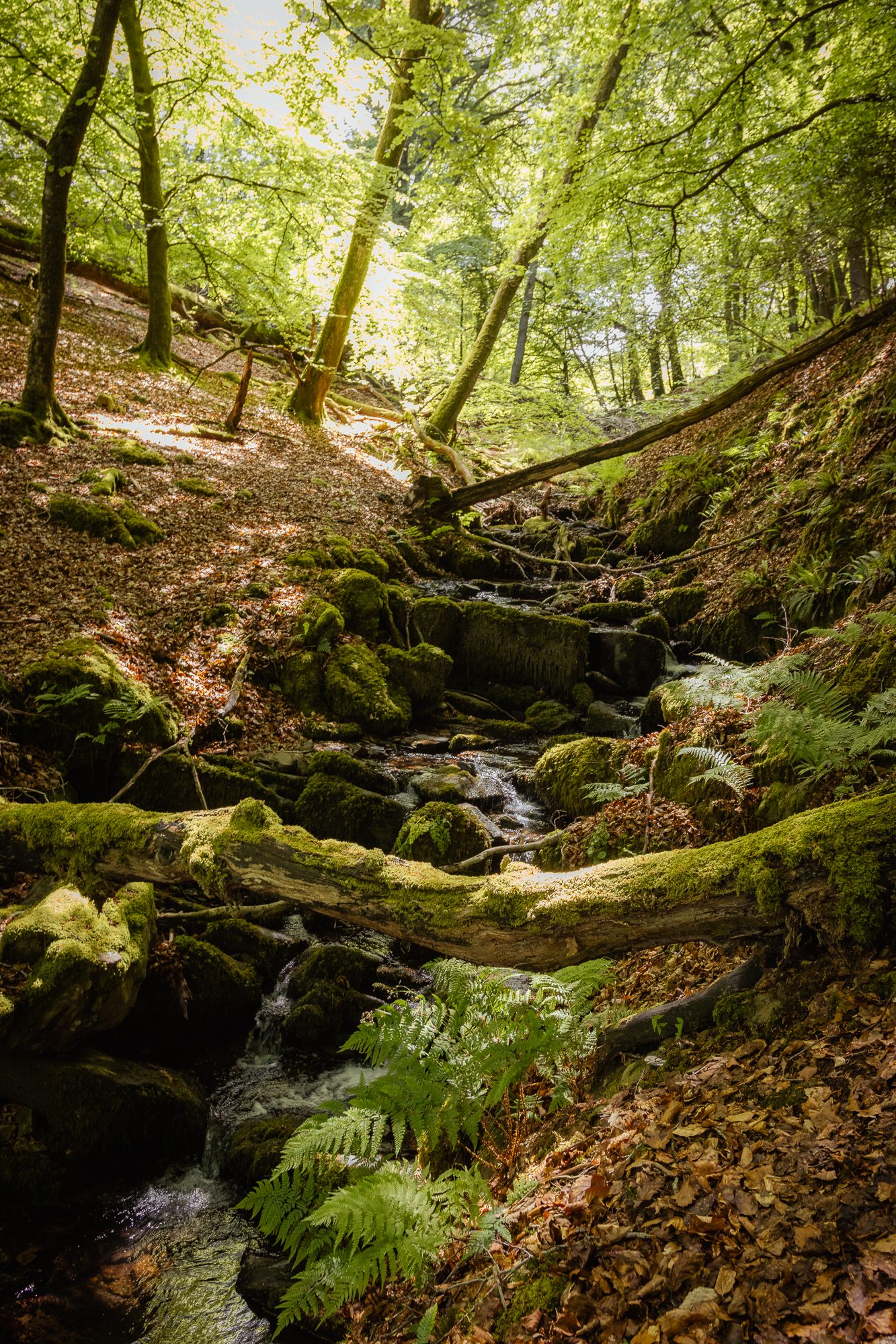 Exploring North Devon, photograph 5