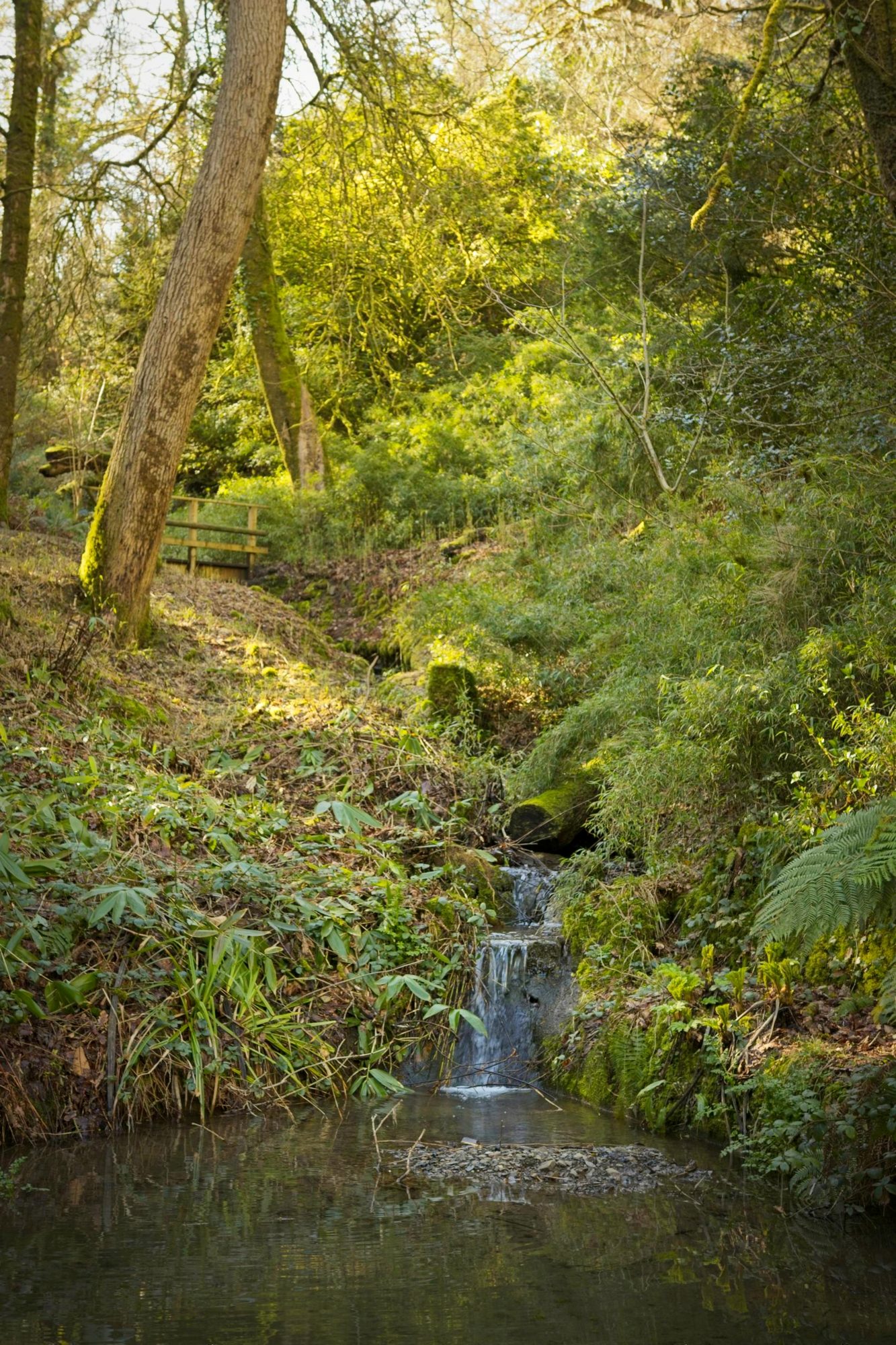 Spring on the Pembrokeshire Coast, photograph 11