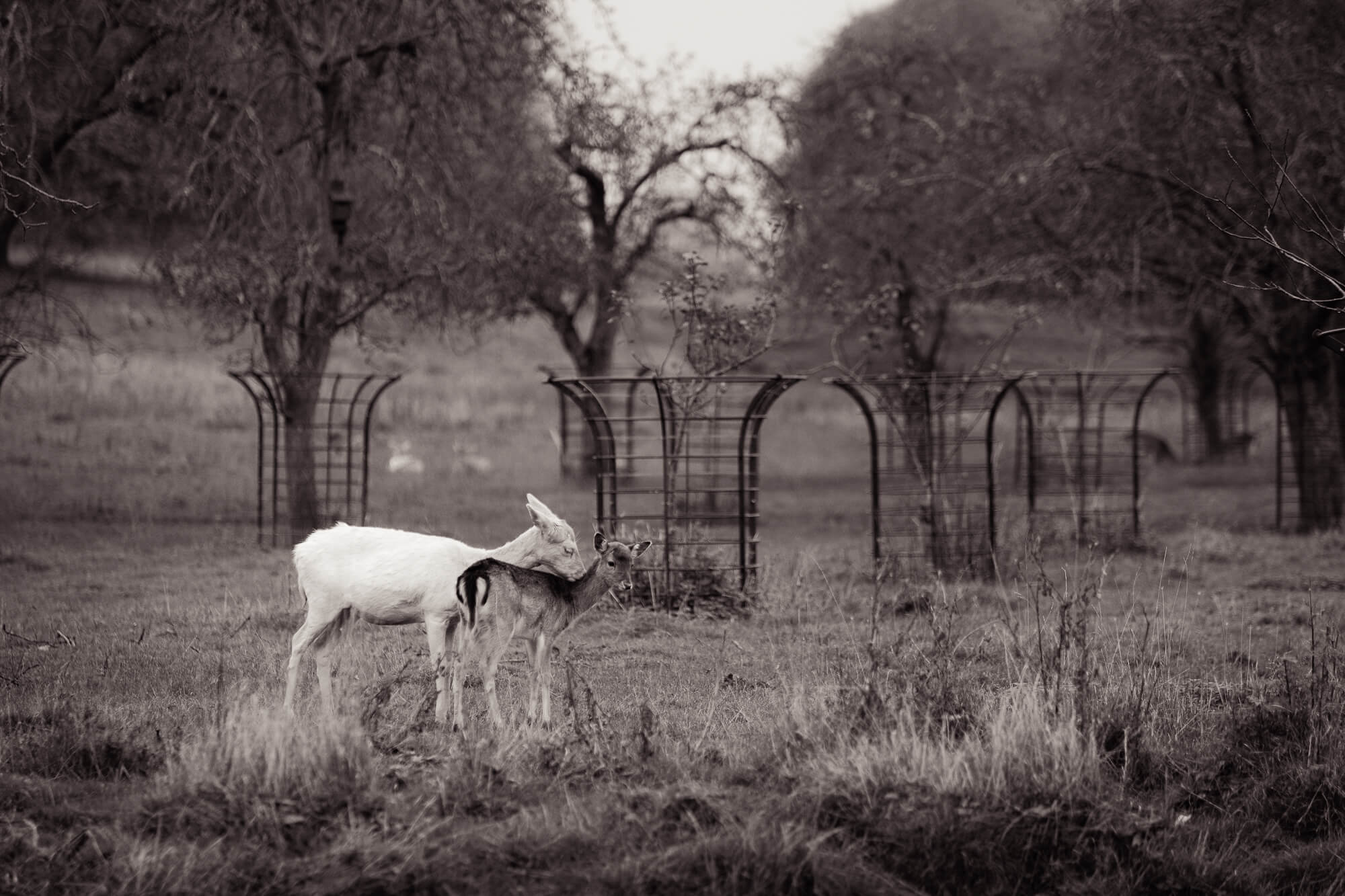The Deer at Charlecote Park, photograph 6