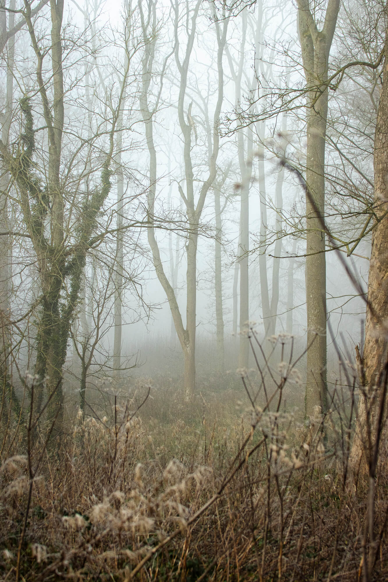 Winter at Berrington Hall, photograph 6