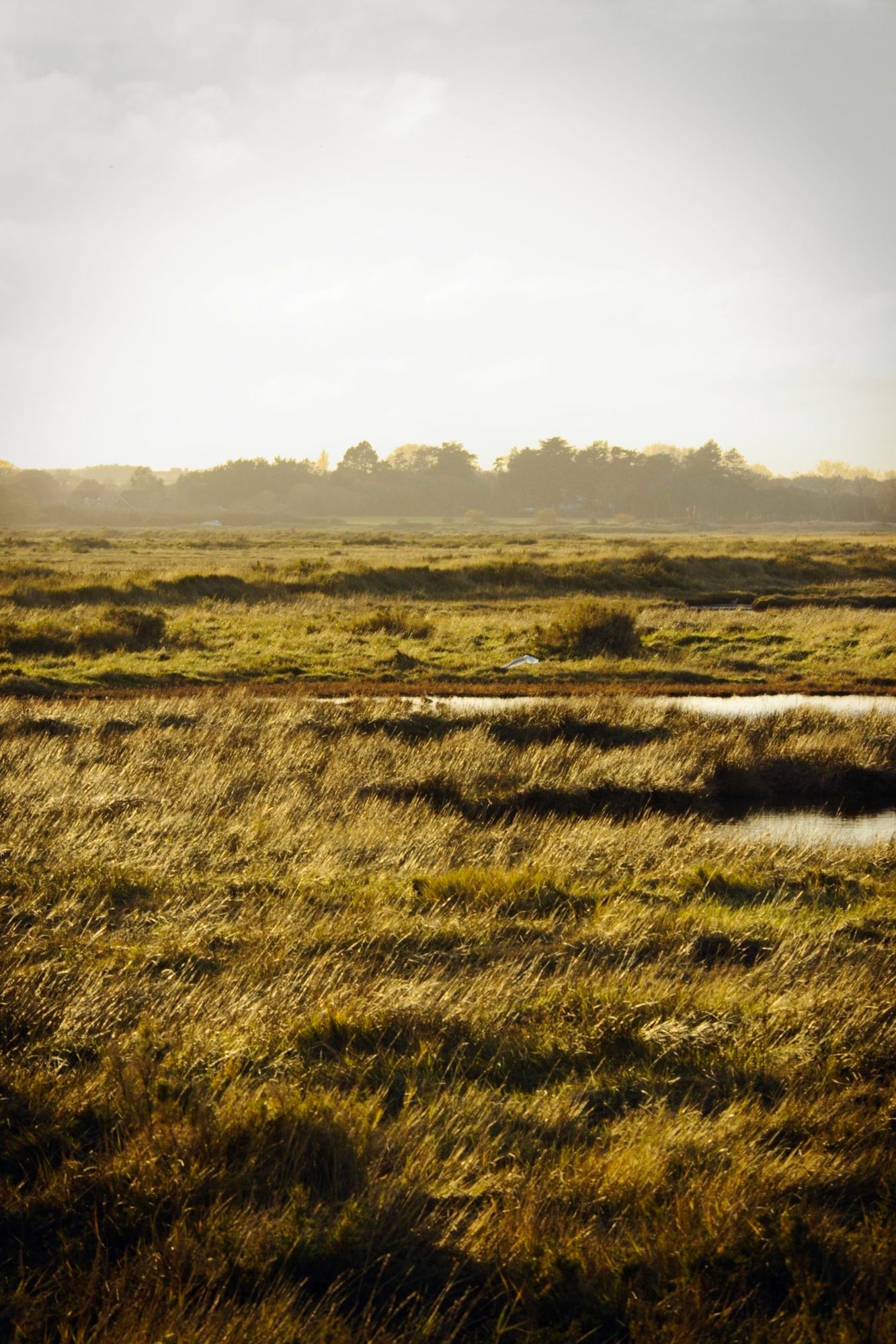 Winter on the Norfolk Coast, photograph 8